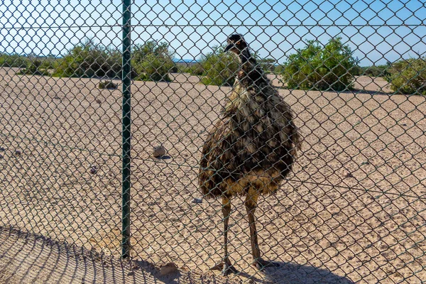 Stora Dromaius novaehollandiae EMU fågel i Safari Park poserar för turister — Stockfoto