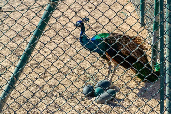 Manlig Peacock och ett gäng stora blå ägg på sanden i Safari Park — Stockfoto