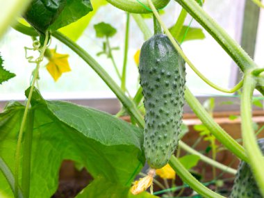 Serada yatakta yeşil salatalık yetişir