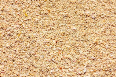 Deniz kıyısı, kum yüzeyi ve kabuk kalıntıları