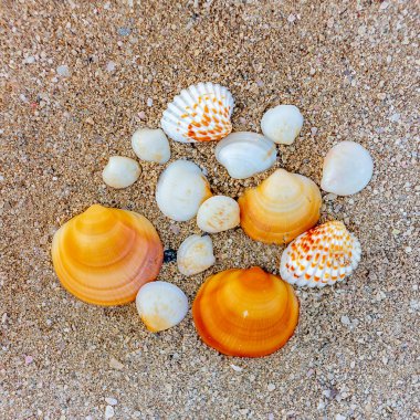 Deniz kıyısında kum farklı şekillerde çeşitli deniz kabukları