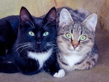 İki sevimli kitties, çizgili siyah ve gri, yeşil gözlü sandalyede yatıyor ve dikkatle ileriye bakıyor