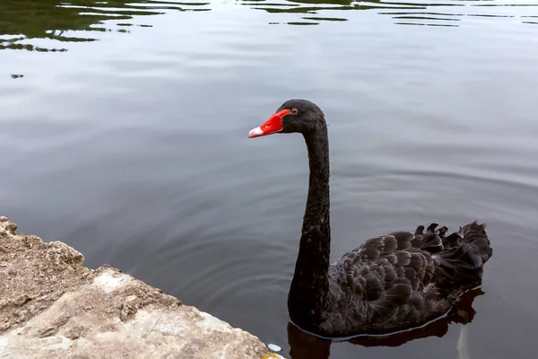 Bonito cisne negro nada em uma lagoa em um parque da cidade — Fotografia de Stock