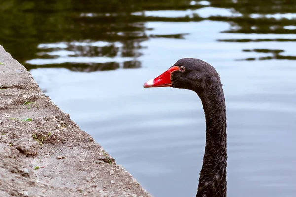 Vacker svart svan simmar i en damm i en stadspark — Stockfoto