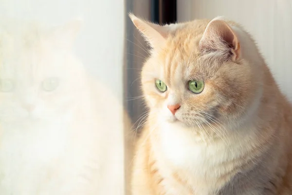 Bella triste gatto tabby cremoso seduto vicino alla finestra — Foto Stock