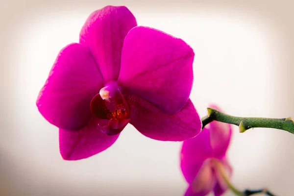 Flor de falaenopsis de orquídea rosa em um fundo leve close-up — Fotografia de Stock