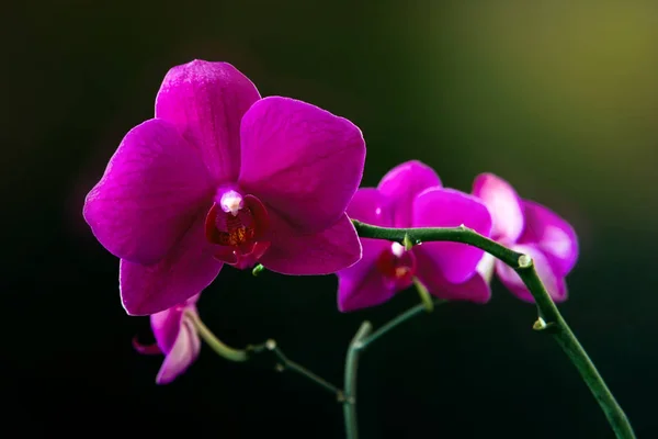 Flor rosa da orquídea phalaenopsis em um fundo escuro close-up — Fotografia de Stock