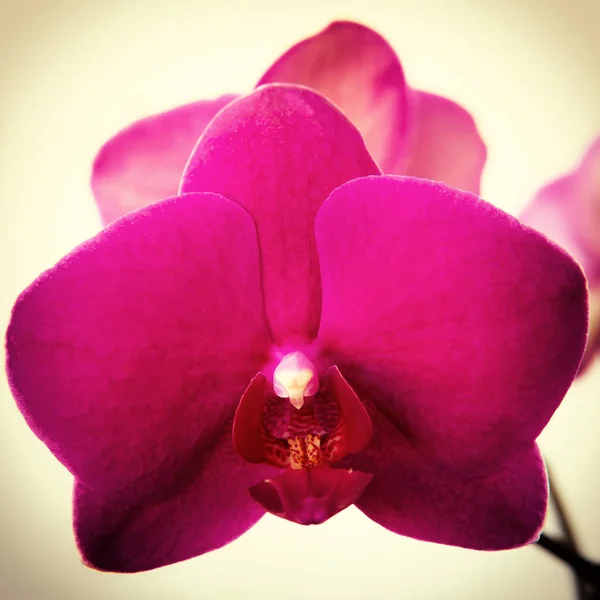 Flor de falaenopsis orquídea rosa em um fundo claro close-up, quadrado, para o Instragram — Fotografia de Stock