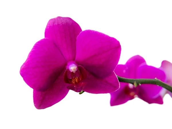 Flor de falaenopsis de orquídea rosa em um fundo leve close-up — Fotografia de Stock