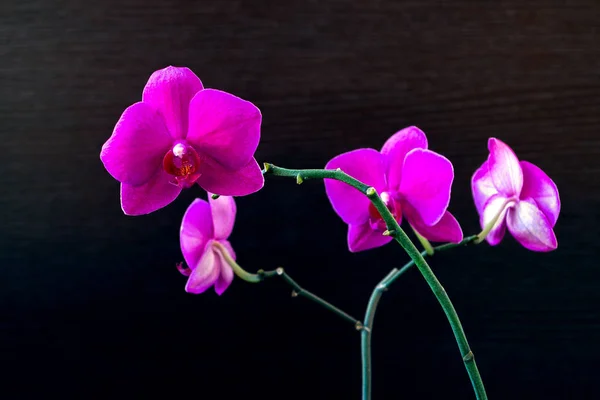 Flor rosa da orquídea phalaenopsis em um fundo escuro close-up — Fotografia de Stock