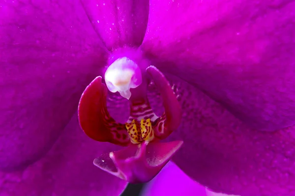 Flor rosa da orquídea de phalaenopsis no close-up, fundo, textura — Fotografia de Stock