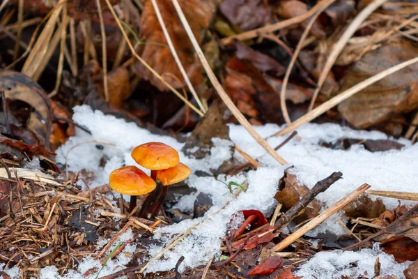 Winter mushrooms Flammulina velutipes in a snow-covered ravine
