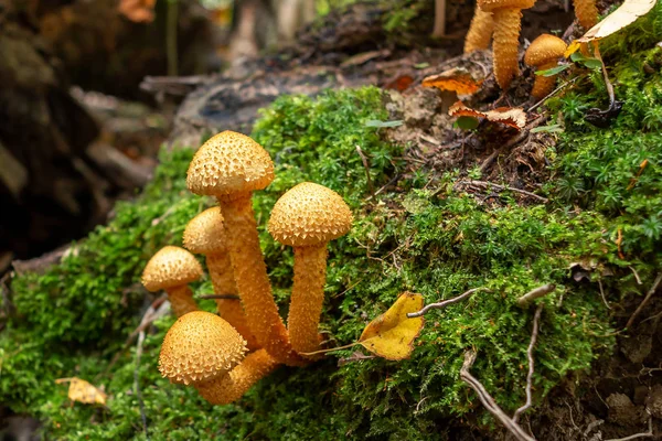一群美丽的蘑菇磷脂在森林中倒下的树干上 - 图片 — 图库照片