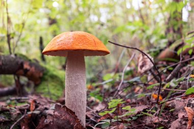 beautiful mushroom Leccinum known as a Orange birch bolete, growing in a forest at sunrise- image clipart