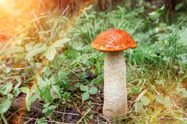 güzel küçük mantar Leccinum portakal huş bolete olarak bilinen, gün doğumunda bir ormanda yetişir- görüntü