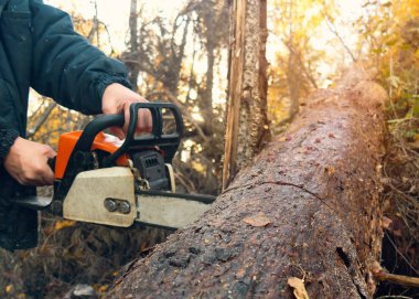 Adam ormanda elektrikli testere kalın bir kütük testere testere