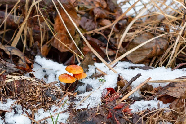 Setas de invierno Flammulina velutipes en un barranco cubierto de nieve — Foto de Stock