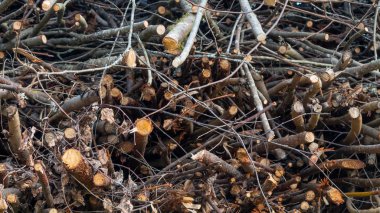 Bir yığın, arka plan, doku yığılmış ağaçların dalları