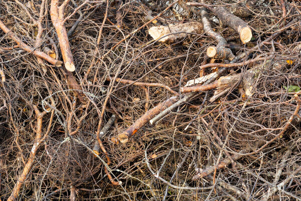 Branches of trees stacked in a pile, background, texture