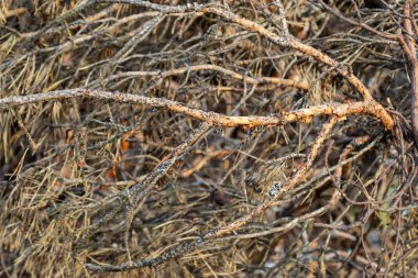 Bir yığın, arka plan, doku yığılmış ağaçların dalları