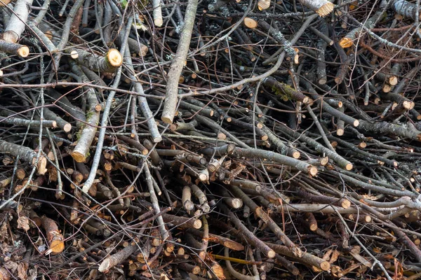 Ramas de árboles apilados en una pila, fondo, textura — Foto de Stock