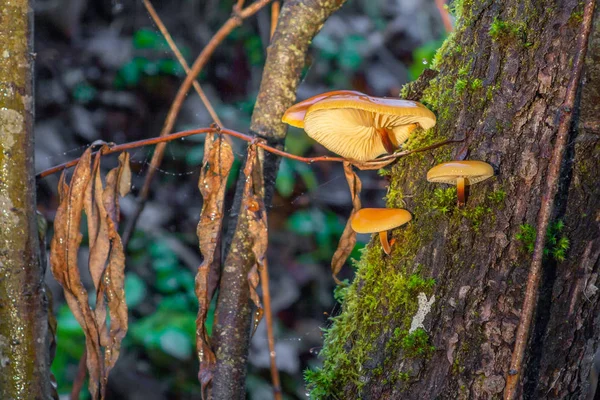 冬菇（Flammulina velutipes）生长在峡谷中的树上 — 图库照片