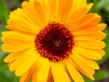 Calendula çiçek yakın, makro görüntü