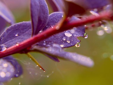 Kızamık yakın çekim, seçici odak, arka plan bordo yaprakları su damlaları