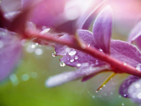 Gotas de agua hojas borgoña de agracejo primer plano, enfoque selectivo, fondo — Foto de Stock