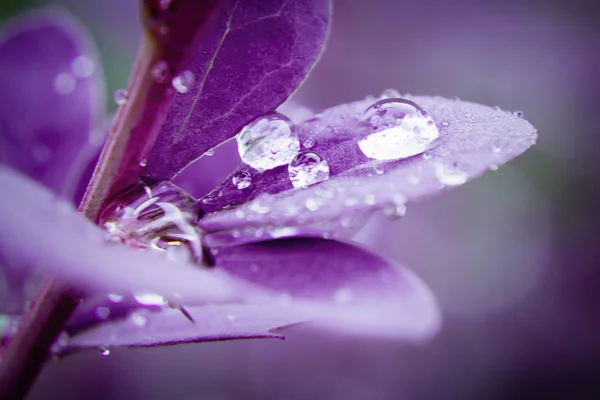 Víz csepp bordó levelek mahónia közelről, a szelektív összpontosít, a háttér — Stock Fotó