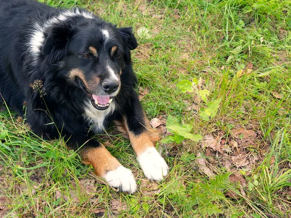 Stor svart hund från Berner sennenhund liggande på gräsmattan gräs, copyspace — Stockfoto