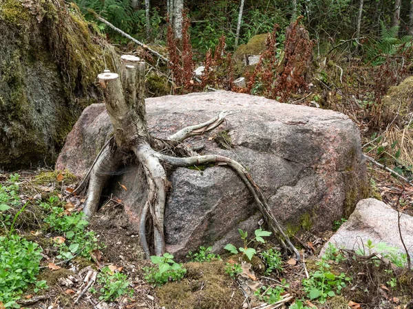 Raíces de un árbol aserrado sobre una gran piedra — Foto de Stock