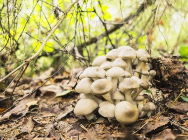 Lyophyllum sonbahar ormanında mantar decastes