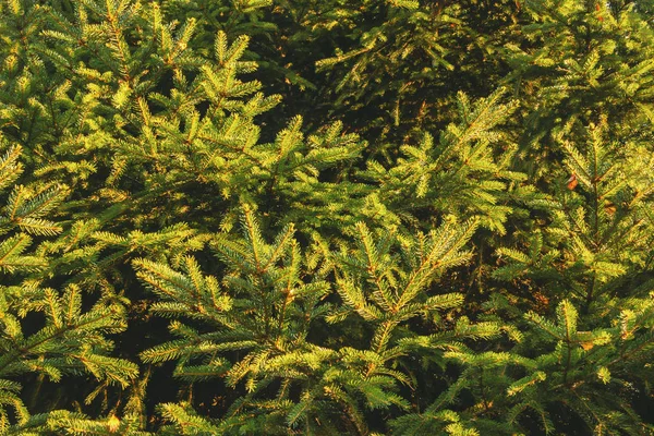 Een deel van een groot sparrenhout, verlicht door de ochtendzon, natuurlijke achtergrond, textuur — Stockfoto