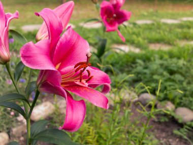 Bahçede bir yatakta çiçek açan pembe zambaklar