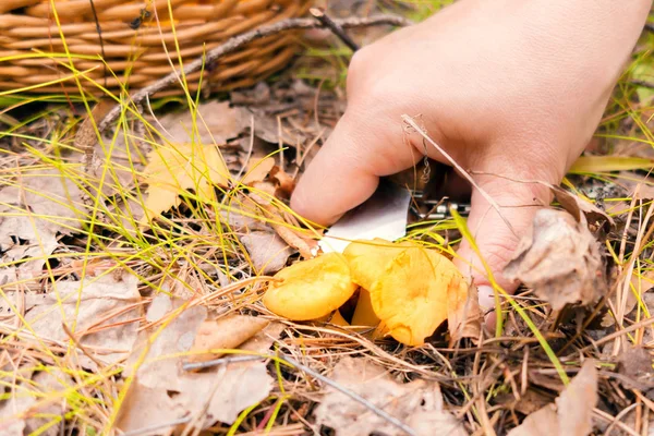 Las hembras cortan hongos cantarela en el bosque en otoño — Foto de Stock