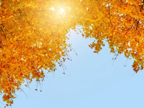 Outono colorido deixa contra o céu azul, sol e nuvens. Copyspace, fundo — Fotografia de Stock