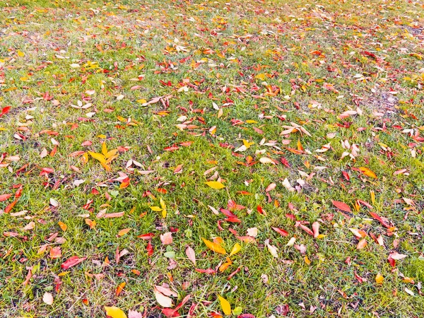 Yeşil çimenlikte sarı, turuncu, kırmızı akçaağaç yaprakları, sonbahar manzarası, arka plan