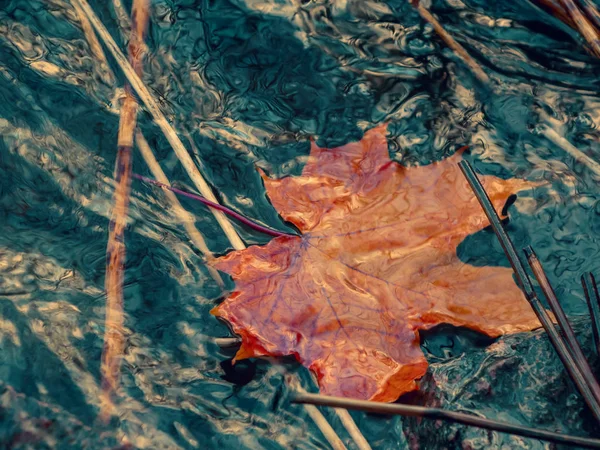 Autumn maple leaf sinking in dark water. Soft focus. Loss, withering, death concept — Stock Photo, Image