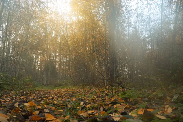 Туман в осеннем лесу на рассвете, осенний фон — стоковое фото