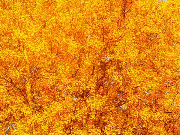 Herbst Hintergrund - gelb-orange Baumkrone, Textur — Stockfoto