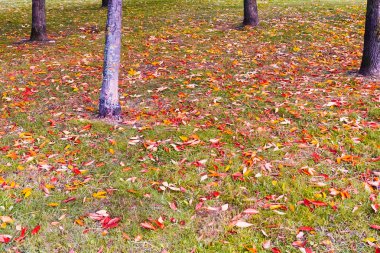 Yeşil çimenlikte sarı, turuncu, kırmızı akçaağaç yaprakları, sonbahar manzarası, arka plan