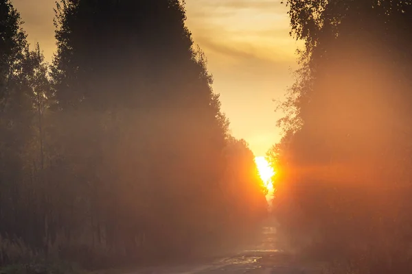 Sunrise over the road in the autumn forest