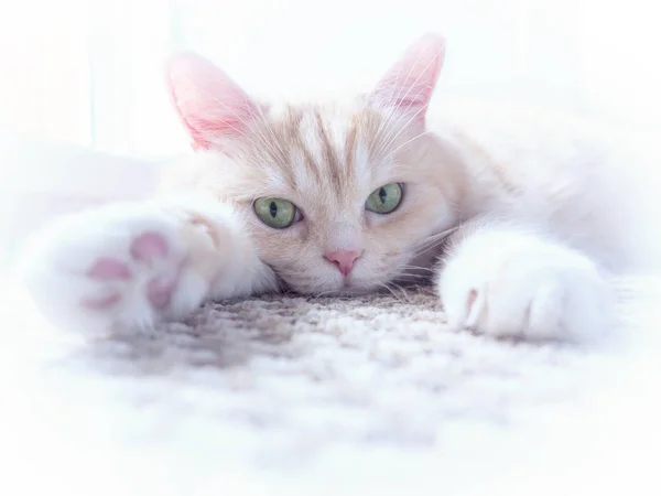 Bellissimo gatto crema si trova sul pavimento, primo piano — Foto Stock