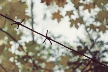 Ormanda eski paslı dikenli tel yakın