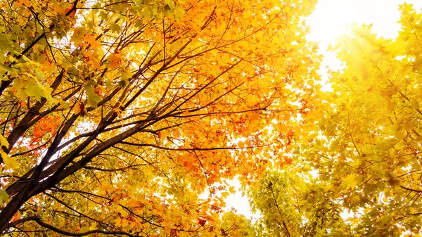 Bela paisagem de outono. O sol brilha através das folhas de bordo amarelo — Fotografia de Stock
