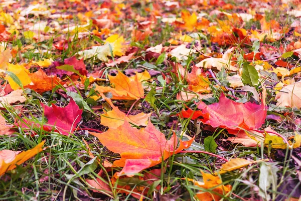 Amarelo, laranja, folhas vermelhas de bordo em um gramado verde, paisagem de outono — Fotografia de Stock