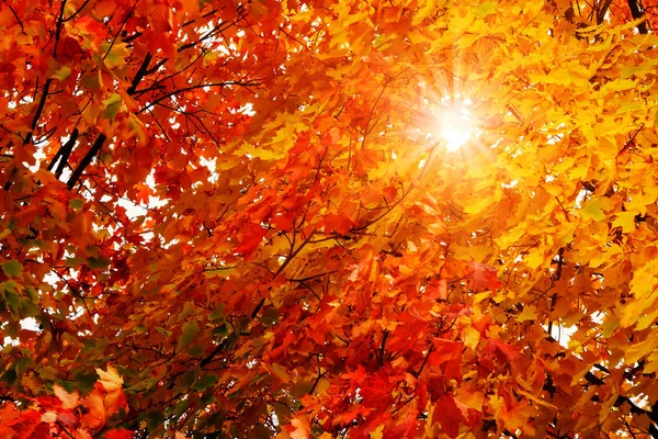 Bela paisagem de outono. O sol brilha através das folhas de bordo laranja — Fotografia de Stock