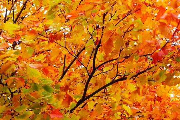 Beau paysage d'automne. Couronne jaune-orange érable journée ensoleillée. Texture de fond — Photo