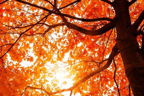 Bela paisagem de outono. O sol brilha através das folhas de bordo laranja — Fotografia de Stock